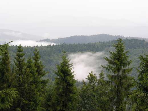 Jaworzyna_nad-chmurami.jpg