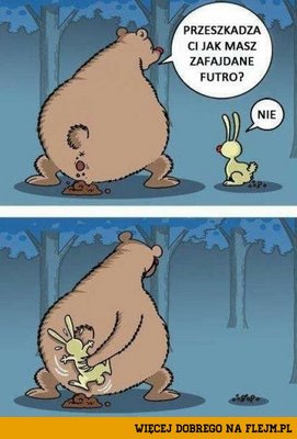 miś.jpg