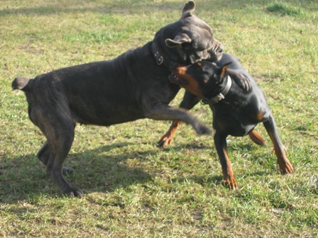 dogi2.jpg